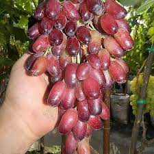 Telah terjual lebih dari 2. Pin On Garden