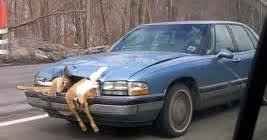 Save a deer whistle animal alert automobile car truck safety system horn. Daniel S Bridger S Trucking Blog Deer Whistles Do They Really Work