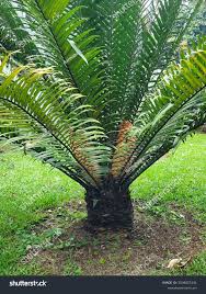 Image result for Encephalartos villosus