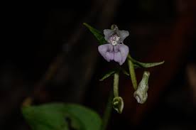 Image result for Disperis