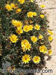 Image result for Arctotis venusta