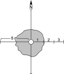 Image result for Kyllinga robinsoniana