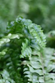 This showy fern originated as a cultivar of a florida native wild sword fern. Boston Fern The Ultimate Guide To Growing This Classic Houseplant Home For The Harvest