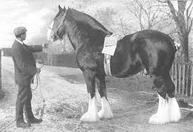 What kind of coat does a clydesdale horse have? Clydesdale Horse Society Of New Zealand