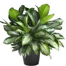An attractive, easy to care for plant, it is on just about everyones list of best house plants. Aglaonema Silver Bay Micro Plant Studio