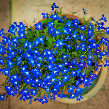 Image result for Lobelia thermalis