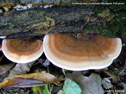 Image result for Ischnoderma resinosum