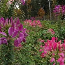 We did not find results for: Cleome Spider Flower Seeds 444 Turtle Tree Seed Initiative