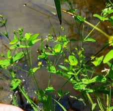 Image result for Hypericum lalandii