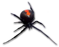 10 redback spider facts where do redback spiders live? Bitten By A Redback Spider In Australia Ouch But What S It Really Like