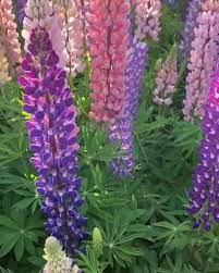 This Field Of Lupine In New Zealand Flower Video Flowers Real Flowers