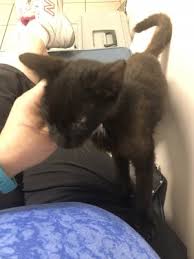 He was placed in a kill shelter and she contacted them immediately. How Fast Should An Emaciated Cat Gain Weight Thecatsite