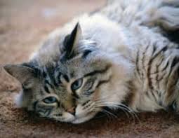 Tapi jika panasnya sangat tinggi hingga lebih dari 39 derajat jika kucing demam, ini artinya sistem kekebalan tubuhnya sedang melawan sesuatu. 17 Tanda Keguguran Pada Kucing Yang Perlu Diketahui Arenahewan Com
