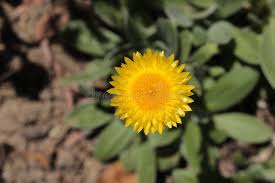 Image result for Helichrysum aureum