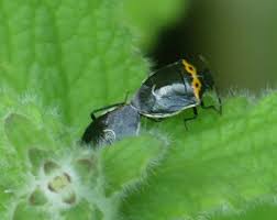 Image result for Canthium bugoyense