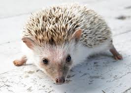 Cute exotic cats for sale online. 10 Unusual Pets You Can Own