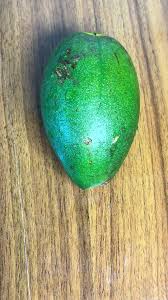 Image result for Hunteria umbellata