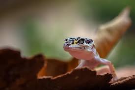 When you're finished drawing a goat, try adding a background. Types Of Geckos 15 Best Pet Gecko Species Everything Reptiles