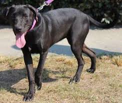 If you have 84 dane puppies you should essentially be cleaning all day to keep up. View Ad Great Dane Labrador Retriever Mix Dog For Adoption Near Georgia Columbus Usa Adn 644117