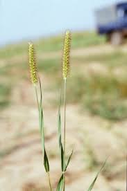 Image result for Setaria pumila