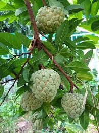 Image result for Annonaceae