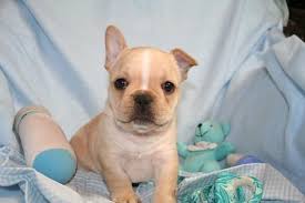 French bulldog puppies for sale, georgia local breeders, near atlanta, ga. French Bulldogs Near Me Chicago Illinois Facebook
