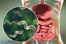 Maybe you would like to learn more about one of these? Nhiá»…m Trung Ä'Æ°á»ng Ruá»™t Do Vi Khuáº©n Campylobacter Hello Bacsi