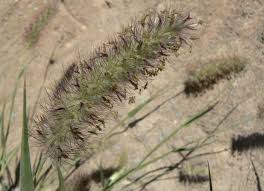 Image result for Cenchrus ciliaris