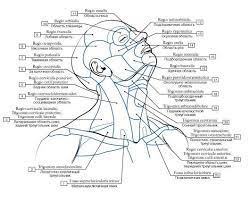 vmede org sait page 4 id anatomija bili4 t1 menu anatomija bili4 t1 myshechnaya sistema anatomiya anatomiya cheloveka