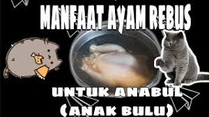 Misalnya, kucing anggora bisa cepat besar apabila diberikan pakan. Makanan Yang Bikin Kucing Gembul Sehat Manfaat Ayam Rebus Untuk Anabul Youtube