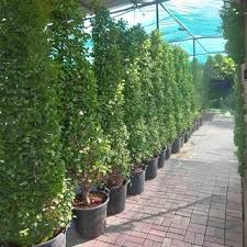 Image result for Pandiaka confusa