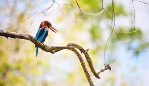 Five Of The Most Beautiful Wildlife Sanctuaries In Kerala Across the world, wildlife sanctuaries are expanding their efforts to save and care for animals living in dire conditions. five of the most beautiful wildlife sanctuaries in kerala