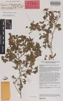 Image result for Rhynchosia monophylla