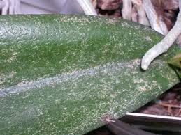 Image result for puklice na orchideích obrázek