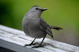 Utilizing Bird Repellent To Keep Birds And Pests Away From Your Porch Bird Repellents Keep Birds Away Bird Deterrents