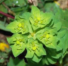 Image result for Euphorbia rubriflora