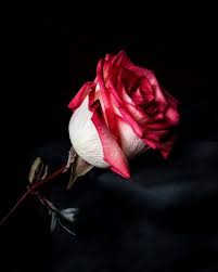 Pin By Javeria Nadeem On Flowers Dp In 2020 Rose Flower Wallpaper Beautiful Red Roses Beautiful Roses