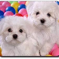 Also, mchenry maltese puppies screens all the inquiries they receive. Two Teacup Maltese Puppies Needs A New Family Pets Animals Classifieds Geneva Angloinfo