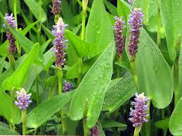 Image result for Pontederia