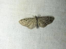 Image result for Eupithecia subfuscata