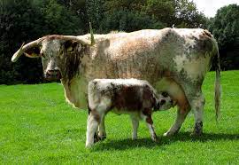 English Longhorn Wikipedia