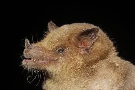 Image result for Batopedina linearifolia