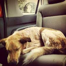 Our services are both affordable and exceptional. Four Paws Pet Resort Carytown Museum District Richmond Va