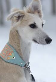 Dogs Breeds Dog Care Tips And Tricks For The Beginner Want To Know More Click On The Image Dogsbreeds Beautiful Dogs Dog Breeds Dogs