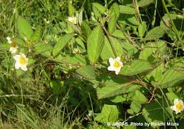 Image result for Sida rhombifolia