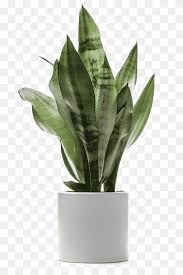 We did not find results for: Green Plants Potted Large Leaves Deductible Green Leaves Potted Green Leaves Green Plants Png Pngwing