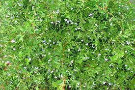 Image result for Polystachya fusiformis × lindblomii