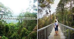 The habitat penang hill offers the most authentic, diverse and educational rainforest experience in malaysia. New Ribbon Bridge Located 700m Above Sea Level Opens In The Habitat Penang Hill World Of Buzz