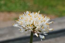 Image result for Haemanthus montanus