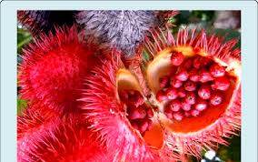 Image result for Bixa